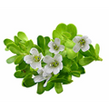 Brahmi